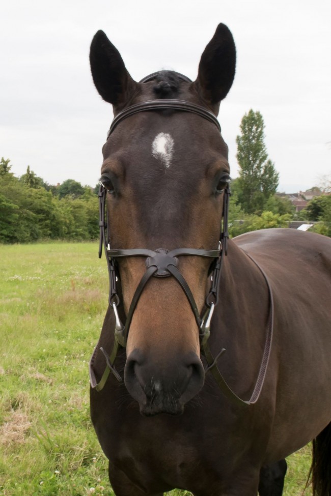 EB Comfort Mexican Grackle Bridle